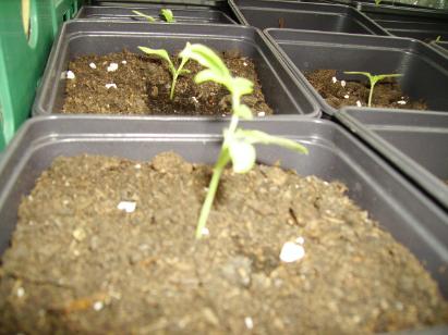 Cerise and Alicante Tomato Seedlings - 4 weeks old